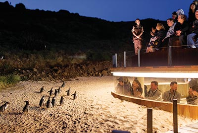 Phillip Island & Pinguine