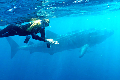 Whaleshark Tour