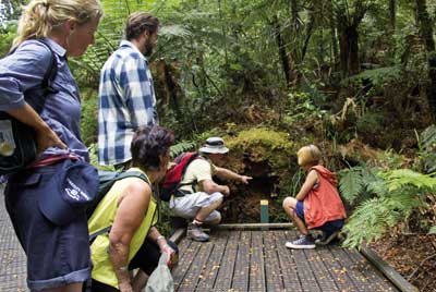 Adventure Puketi Kauri Forest Walk ab Paihia