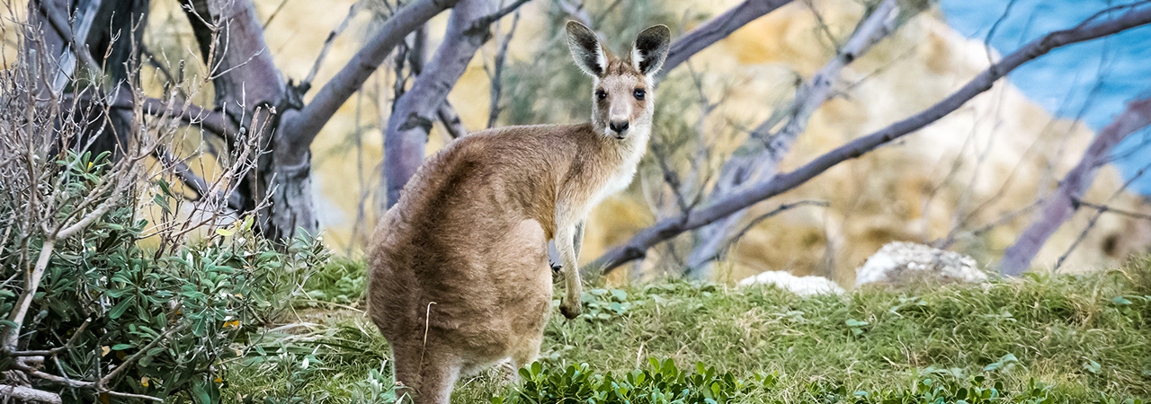 Australien Reisen