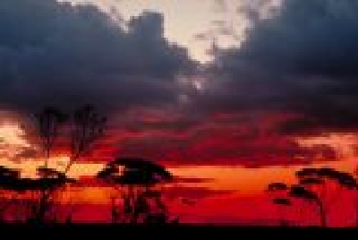 Abendstimmung-1-06EucalyptusSunset.jpg