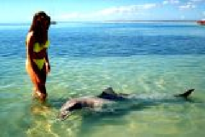 Delphine in Monkey Mia-1-17MonkeyMiaDolph.jpg