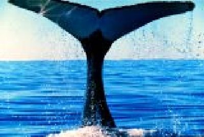 Walbeobachtung Albany-1-21WhaleWatch.jpg
