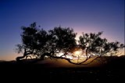 Sandsturm im Outback-1-33TreeSandStorm.jpg