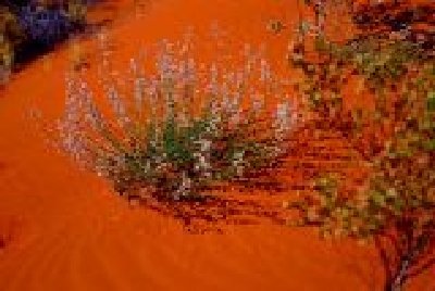 Wildblume im roten Sand-1-36Wildflower.jpg