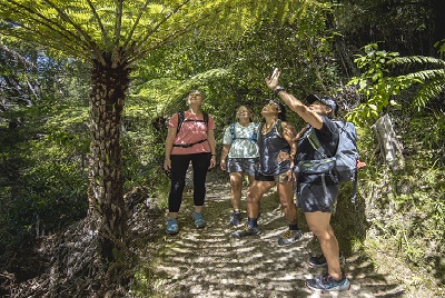 18 Tage Bed & Breakfast Tour Neuseeland 2023 - 2024-16651_ferntree_bushwalk.jpg