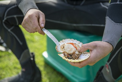 Food&Wine Neuseeland-16682_jakobsmuschel.jpg