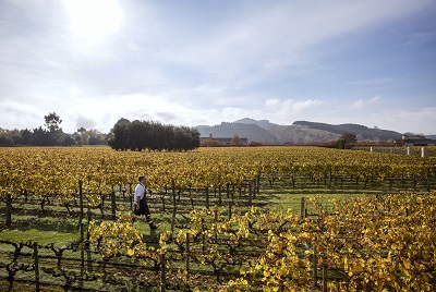 Food&Wine Neuseeland-16682_vineyard.jpg