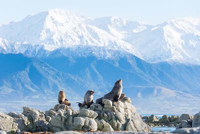 22 Tage Wandern in Neuseeland-16723_kaikoura_seals.jpg