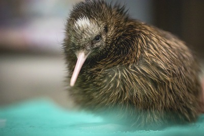 22 Tage Wunder der Tierwelt-16723_kiwi_vogel.jpg