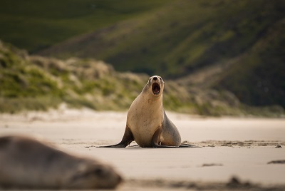 22 Tage Wunder der Tierwelt-16723_seal.jpg