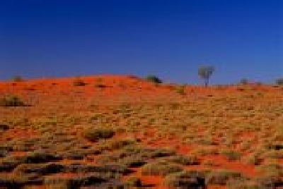 Typisches Spinnefex Gras-2-34DuneSpinifex.jpg