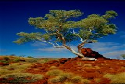 Ghost Gum-2-45GhostGum.jpg