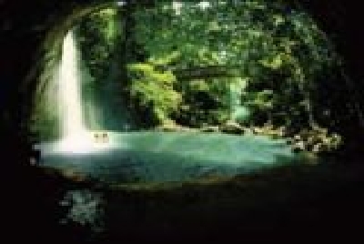 Sunshine Coast Buderim Forest-Buderim_State_Forest-Sunshine_Coast.jpg