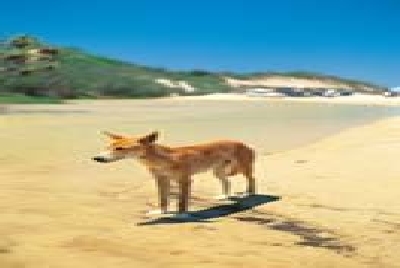 Fraser Island - Dingo-Dingo-Fraser_Island.jpg