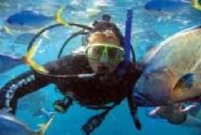 Great Barrier - bunte Fischwelt-Diver_and_Maoriwrasse.jpg