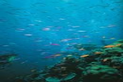 Great Barrier Riff Unterwasserwelt-Fishes-Great_Barrier_Reef.jpg