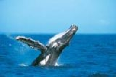 Fraser Coast Whale Watching-Humpback_Whale.jpg