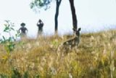 Kangaroos Kooralbyn Valley-Kangaroos-Kooralbyn.jpg