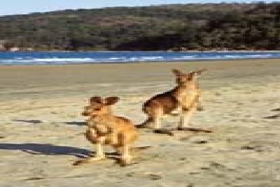 Mackay - Kangaroo-Kangaroos_Mackay.jpg