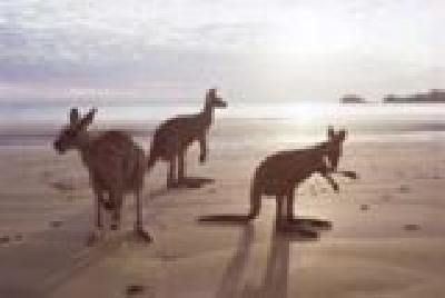 Kangaoos on the beach-Kangaroos_on_Beach.jpg