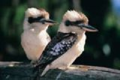 Kookaburras - a noisy bunch-Kookaburras.jpg