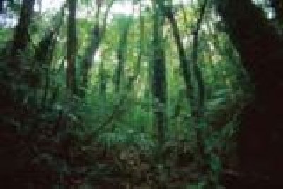 Gold Coast Lamington NP-Lamington_Nationalpark-Gold_Coast.jpg