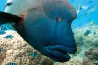 Great Barrier Reef - big fishes-Maori_Wrasse.jpg