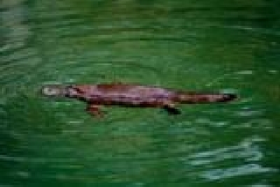 Mackay - Platypus Eungella NP-Platypus.jpg