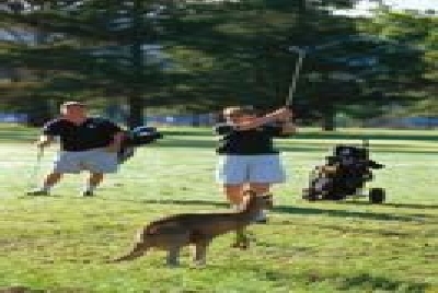 Kangaroos - a playful mob-Playing_with_Cangaroos.jpg
