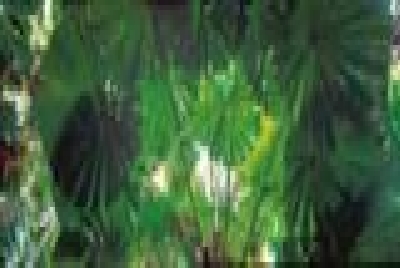 Daintree Nationalpark-Rainforest_Canopy-TTNQ.jpg