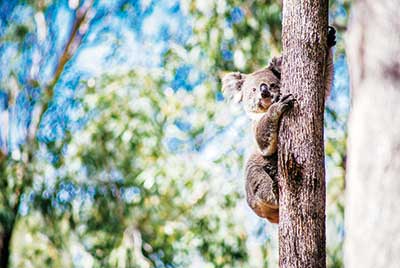 -australischer_bilderbogen_4.jpg