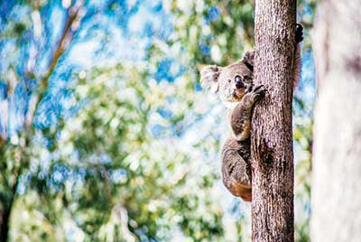 -australisches_panorama_14.jpg