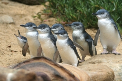 Australien Golfreisen und GolfurlaubAustralien Golfreisen und Golfurlaub