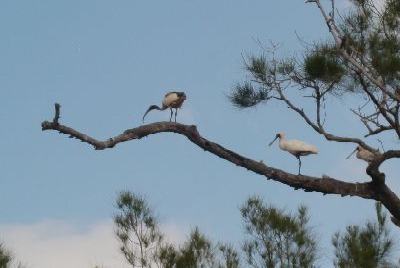 Australien Golfreisen und GolfurlaubAustralien Golfreisen und Golfurlaub