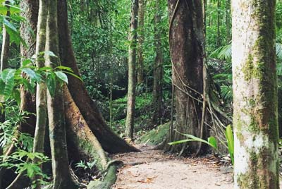 -daintree_dreaming_3.jpg