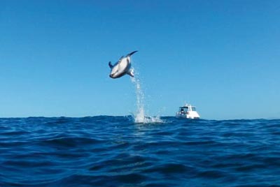 -dolphin_encounter_swim_1.jpg