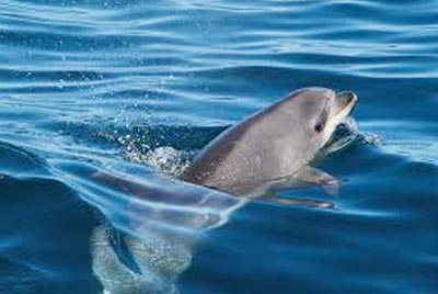 -dolphin_encounter_swim_2.jpg