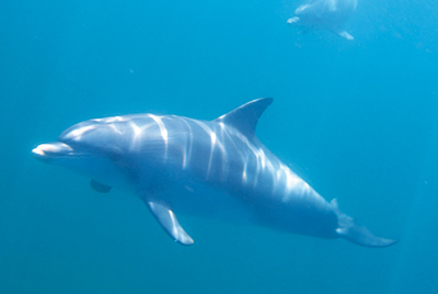 Wild Dolphin Swim