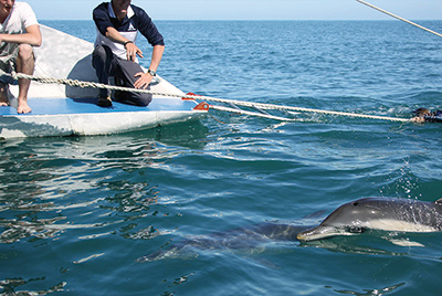 Wild Dolphin Watch