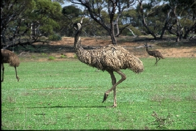 Australien Golfreisen und Golfurlaub