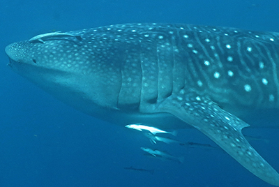 Whaleshark Tour