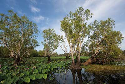 Kakadu & Litchfield Discovery 3 Tage ab/bis Darwin