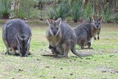 Australien Golfreisen und GolfurlaubAustralien Golfreisen und Golfurlaub