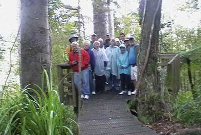 -kauri_forest_walks_3.jpg