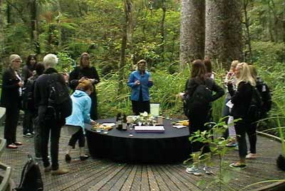 -kauri_forest_walks_4.jpg