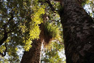 -kauri_forest_walks_7.jpg