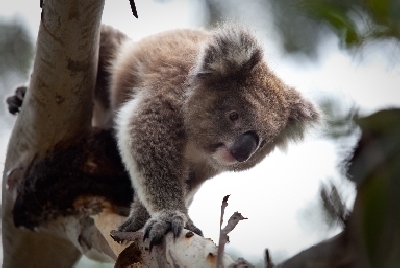 Australien Golfreisen und Golfurlaub