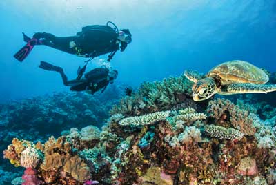 -pro_dive_cairns_1.jpg