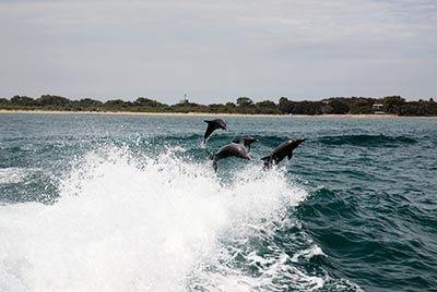 Dolphin Swim Tour